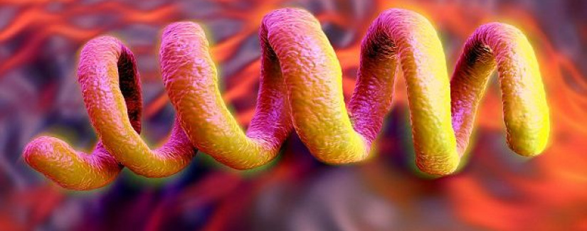 Sifilis ( Frengi ) Nedir, Belirtileri ve Tedavisi